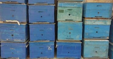 110 yaxin ari yesikləri var