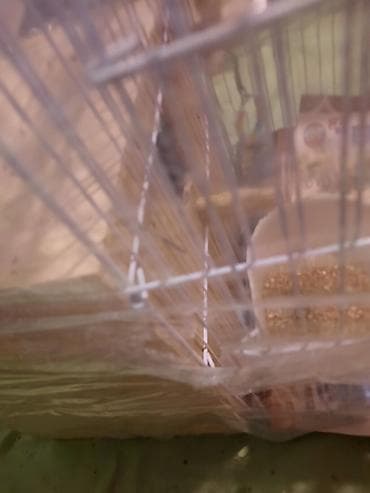 Gəmiricilər: 1cüt karella qəfəs yem və su qabilari yellənçək yuva qusdarda hazır — 5