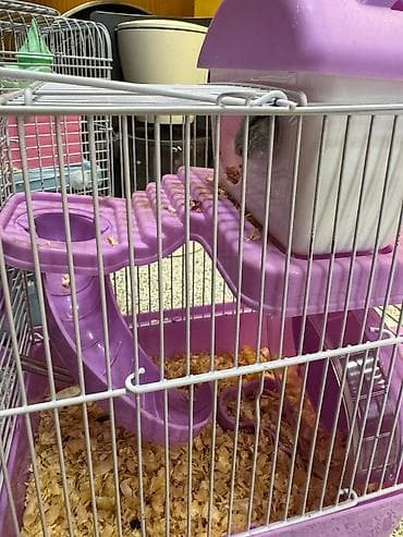 qəfəs: Hamster qəfəsi – çoxmərtəbəli oyunlu model Satiram cunki evde cox — 2