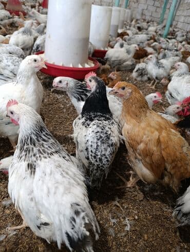 Bildirçin: Salam 47günlük Ətlik çolpalar satişda movcuddur cəkiləri 900 qram — 2