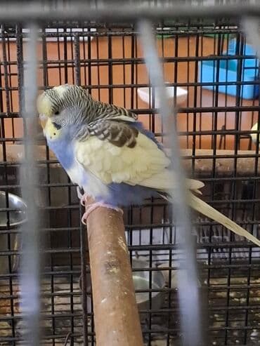 jako tutuquşusunun digər adı: Qusun gozelliyi goz qabagindadir. Ustunde dord rengi var benovseyi — 1