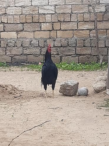 Mal-qara: Heyvan bilgehdedi yaxwi tapiy vurmagi var — 2