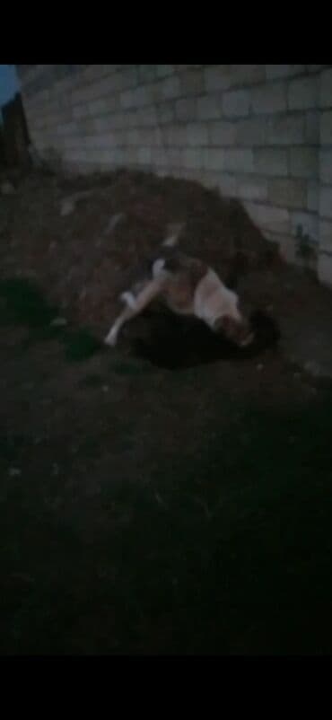 Salam doslar bu iti satıram sroçnu baxa bilmirem çox güclü iti