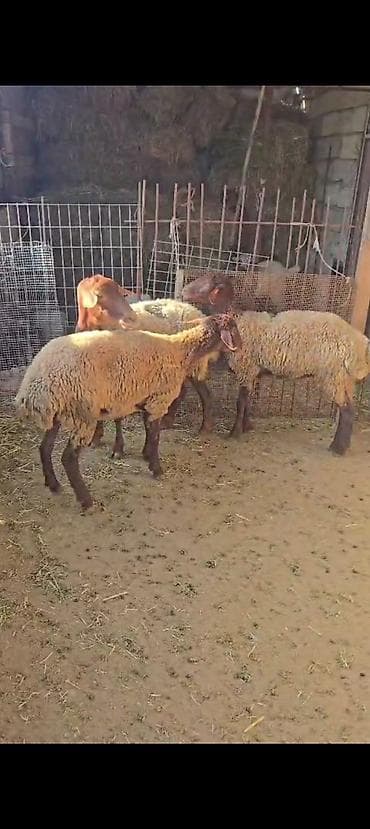 at satiram: Ekiz balali qoyun satılır istəyən olsa yazsın videosunu atım baxın — 3