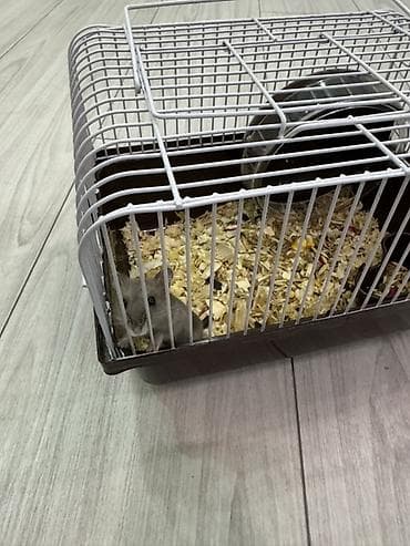heyvan evleri: Xomyak və kletkası satılır. Yeməyi və opila hədiyə Продается хомяк — 2