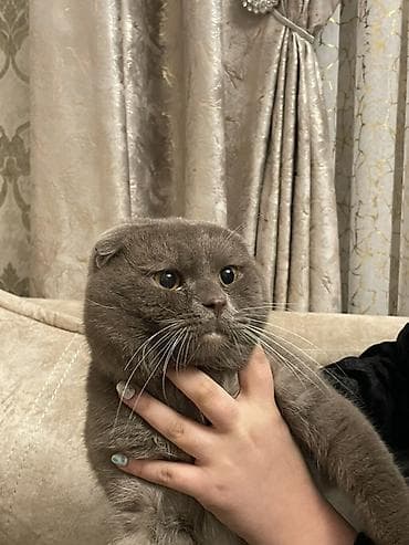 pitbull tap az: Şotland — 1