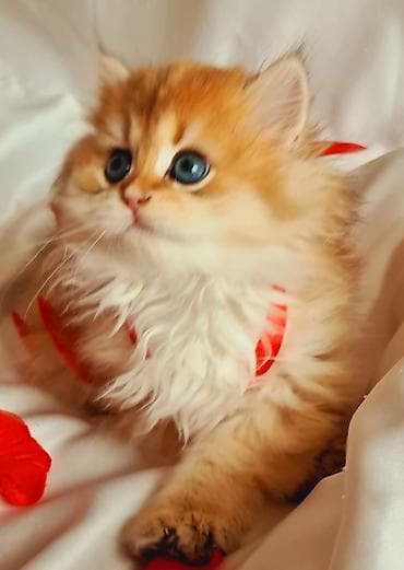 golden retviever: Erkək, Ünvandan götürmə — 5