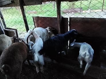 balaca dana: Zaqatalada qurbanlıq ücuntoxlular qoçlar və birdə görduyunuzkeçilər — 6