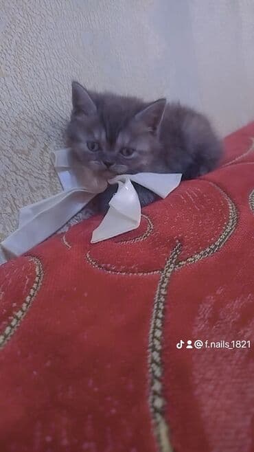 шиншилла котенок купить: Шиншилла, Самец, Самка, В добрые руки — 2