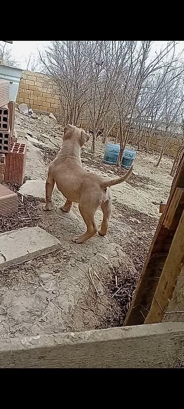 meydan itleri: Bulteryer, Erkek — 2