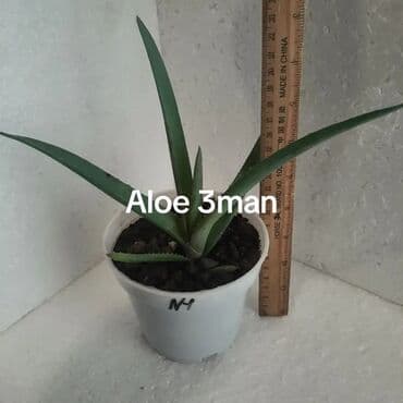 куплю комнатные растения: Aloe sukulentləri – müxtəlif ölçülərdə saksıda - Aloe 3 man: Ağ — 1