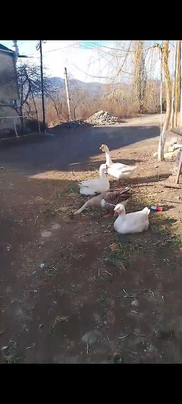 qus: Xolmoqor dan dönmə qaz satılır atası linda olub qiyməti 75 manat — 3