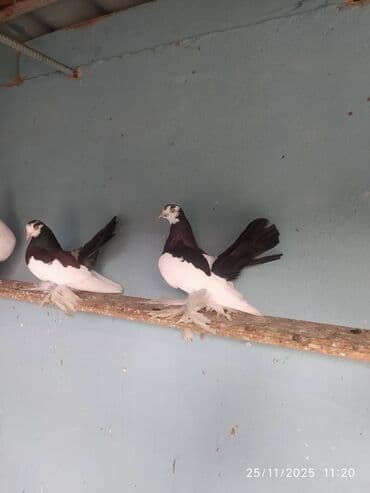 en cox yumurta veren toyuqlar: Tam sağlam quşlardır — 7