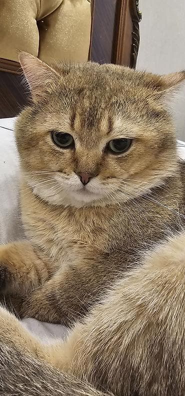 goyərcin evi: Britan, Dişi, Yaxşı əllərə, Ünvandan götürmə, Ödənişli çatdırılma — 6