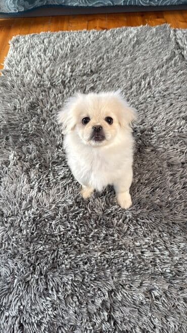 Lincoln: Пекинес, С прививками — 2