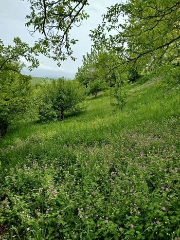 3 комнатная квартира: 24 sot, Tikinti, Mülkiyyətçi, Kupça (Çıxarış) — 13