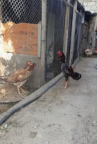 serebrist toyuqlar: Salam aleyküm həyətinde temiz cins saxlamaq isdeyen əlaqə saxlasın. 8 — 3