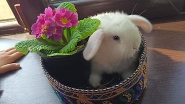 Inəklər, öküzlər: Ev heyvanı – dekorativ dovşan balaları Təsvir: - Sevimli dekorativ — 1