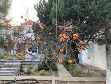 Xurma ağacı – meyvəlik üçün Meyvəsi də satılır ağacda - Növ: Xurma — 1