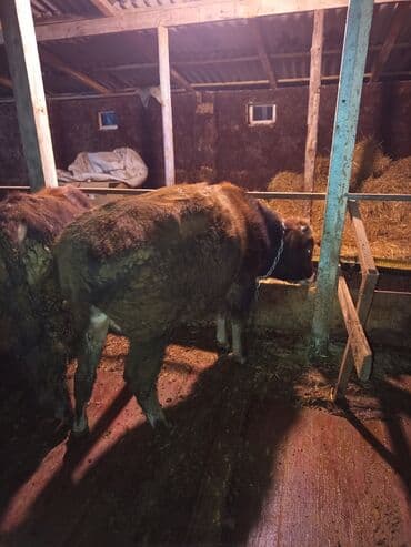 arpa bugda satisi: Satılır: 9 baş erkək dana,bordağa tam yararlı 2 aydır yem verilir — 5