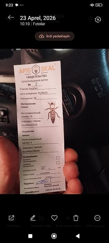 Arılar: Məhsul: Buckfast arı anaları (F0) – sertifikatlı Təsvir: - Buckfast — 3