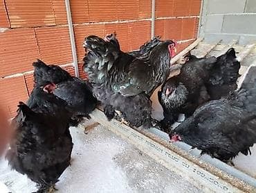 Аквариумы: Курица, Brama, Для разведения — 1