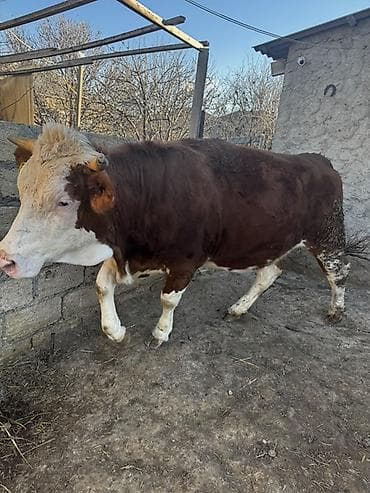 Balıqlar: İki baş simmental düyə satılır. Biri 3 aylıq,biri isə 1 aylıq — 4