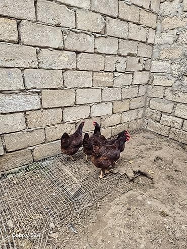 Кошки: Курица, Для яиц — 4