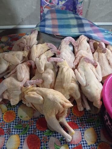 Kənd təsərrüfatı quşları: Cins toyuqlar – ətlik-yumurta istiqaməti - Rəng: ağ lələklər üzərində — 8