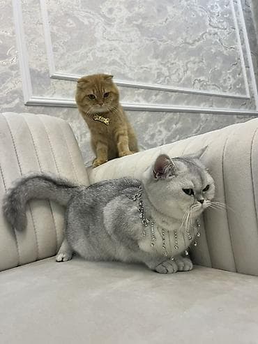 pişik darağı: Britan — 3