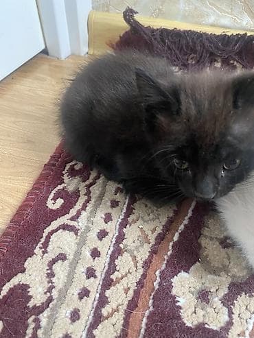 bala pişiylər: Yaxşı əllərə, Ünvandan götürmə — 4