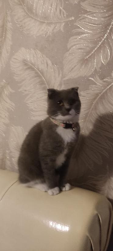 K/t heyvanları və malları: Şotland yastı qulaq — 2