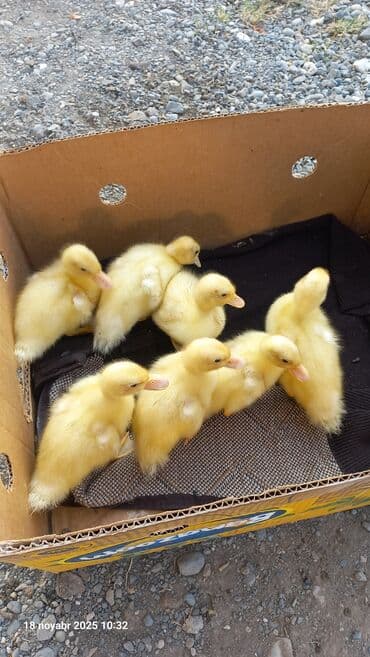 ördək balası və cücə: Dişi, Damazlıq, Pulsuz çatdırılma — 2