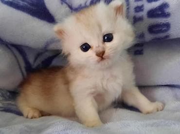 британская шиншилла: Шиншилла — 2