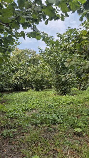 findiq ləpəsi: Xaçmaz rayonu, Qaracəlli kəndində möhtəşəm bağ sahəsi satılır! — 4