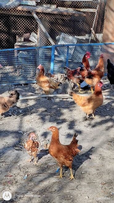 toyuq cuce: Toyuq, Yumurtalıq — 7