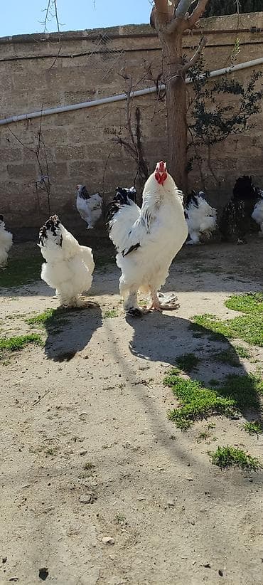 cins inekler azerbaycanda: Mayalı brama yumurtası. Şəkildə də göründüyü kimi iri, təmiz cins — 4
