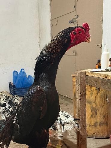 Heyvanlar üçün mallar: Tam Arjinal Oshamo Azərbaycanda çox az bu cür arjinal heyvan var real — 4