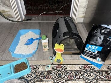 pişik sahibləndirilir: Şotland, Erkək, Yaxşı əllərə, Ödənişli çatdırılma — 3