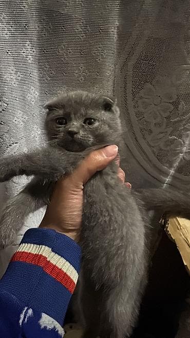 sfinks pişik: Boz tüklü pişik balası - Rəng: tam bürünc-boz (solid grey) - Tüklər — 7