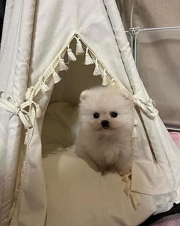 Şpitz, 2 ay, Erkek, Peyvəndli, Ödənişli çatdırılma — 2