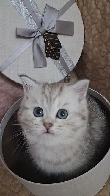 munchkin pişik qiymeti: Şinşilla, Dişi, Yaxşı əllərə, Ünvandan götürmə, Ödənişli çatdırılma — 5