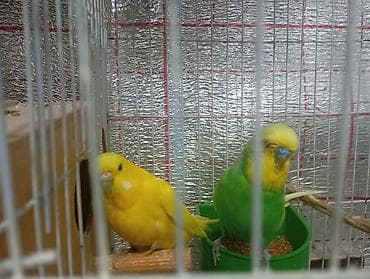 mehebbet qusu satisi: Damazlıq bala vermiş çex tutuquşuları satılır 2-3 dəfə bala almışam — 4