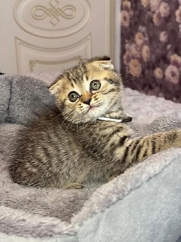 Şotland yastı qulaq