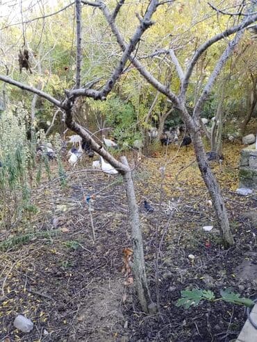 Qazlar: Hind toyuqları – müxtəlif rənglərdə və yaşlarda iri ətli cinslər - — 2