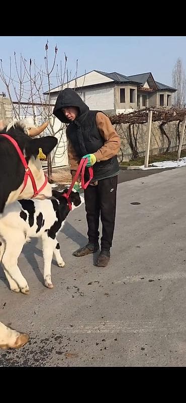 Бараны, овцы: Südlük inək buzovla birlikdə - Cins: Holşteyn tipli, ağ-qara rəngli - — 5