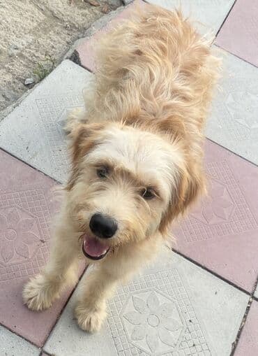 it şəkilləri: 1 год, Самец, Самовывоз — 1