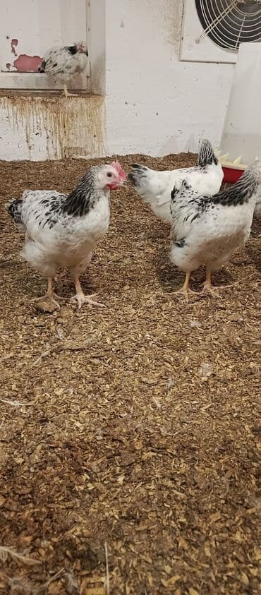 arpa toxumu satışı: Toyuq, Broyler, Ətlik — 10