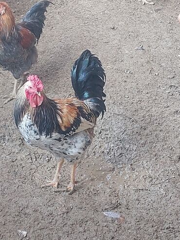 Məhsul: Yerli xoruzlar (bir neçə fərqli rəng və tip) Təsvir: -