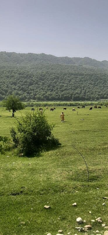 баку набрань такси: Minivan, 8 Oturacaq — 12